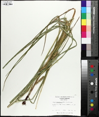 Carex trisperma image