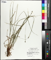 Carex swanii image