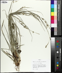 Carex styloflexa image