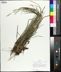 Carex styloflexa image