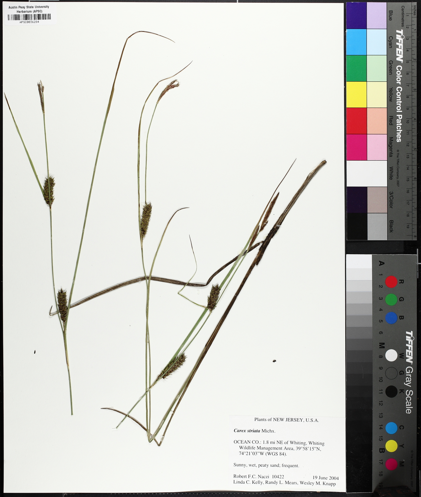 Carex striata image