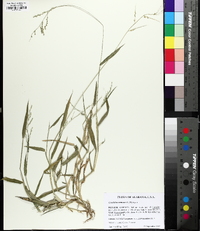 Urochloa ramosa image