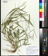 Urochloa ramosa image