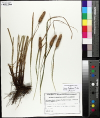 Carex typhina image