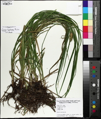 Carex typhina image