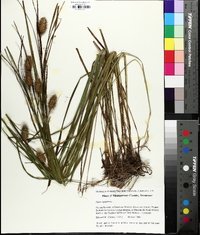 Carex squarrosa image