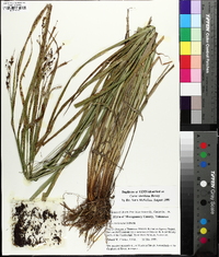 Carex shortiana image