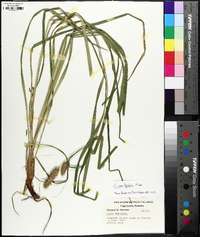 Carex typhina image