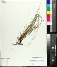 Carex socialis image