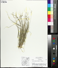 Carex socialis image