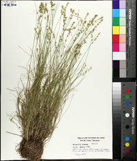 Carex radiata image