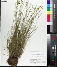 Carex radiata image