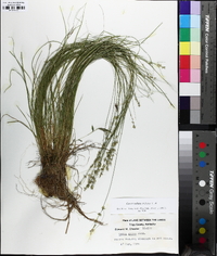 Carex radiata image