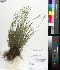 Carex socialis image