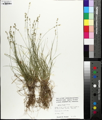 Carex radiata image