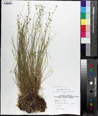 Carex radiata image