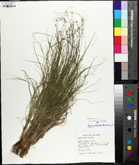 Carex radiata image