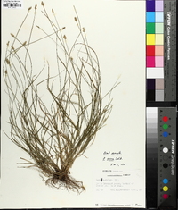 Carex leavenworthii image