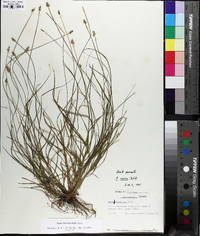 Carex leavenworthii image