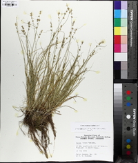 Carex radiata image