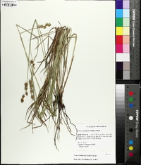 Carex reniformis image