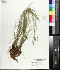 Carex retroflexa image