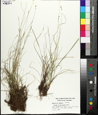 Carex texensis image