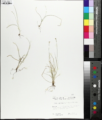 Carex texensis image