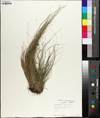 Carex texensis image