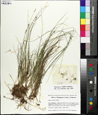 Carex texensis image