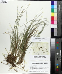 Carex texensis image