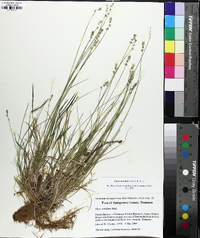 Carex texensis image