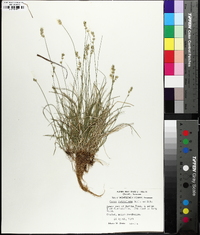 Carex texensis image