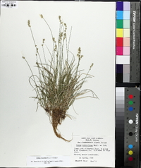 Carex texensis image