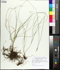 Carex retroflexa image