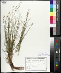 Carex radiata image