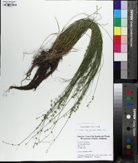 Carex radiata image