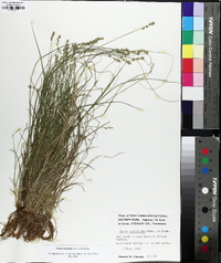 Carex texensis image