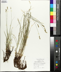 Carex retroflexa image