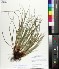 Carex planispicata image