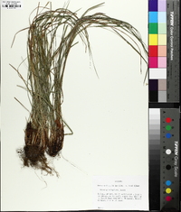 Carex planispicata image