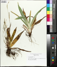 Carex platyphylla image