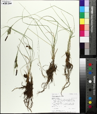 Carex praticola image