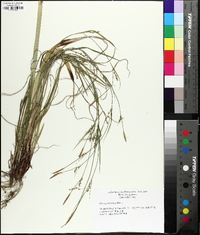 Carex purpurifera image