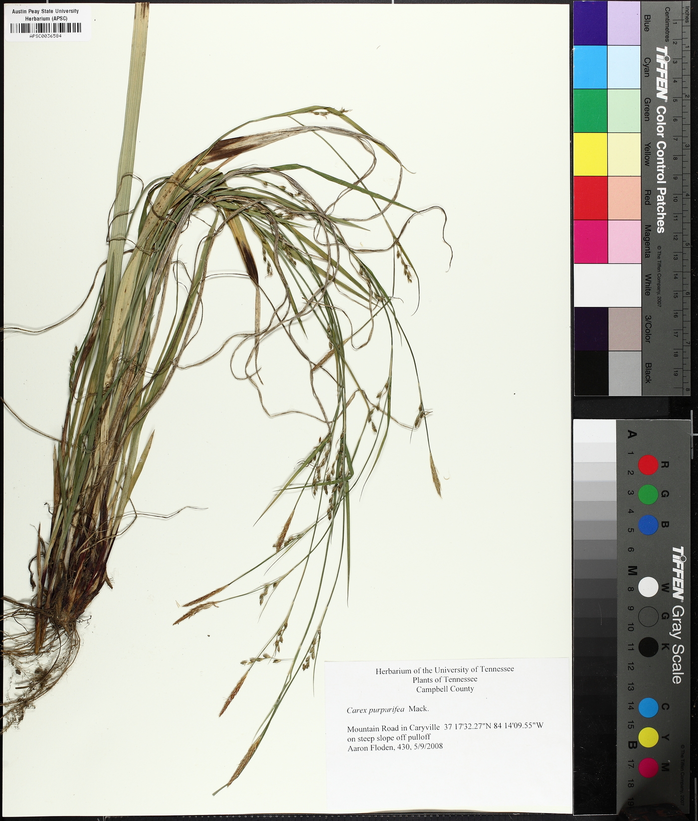 Carex purpurifera image