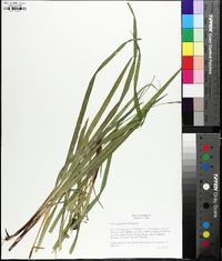 Carex purpurifera image