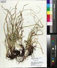 Carex picta image