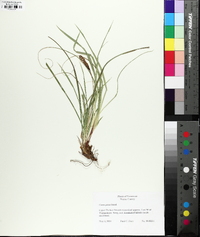 Carex picta image