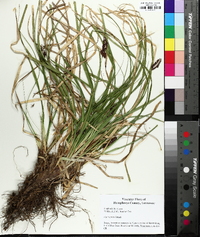 Carex picta image