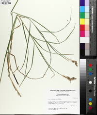 Carex muskingumensis image